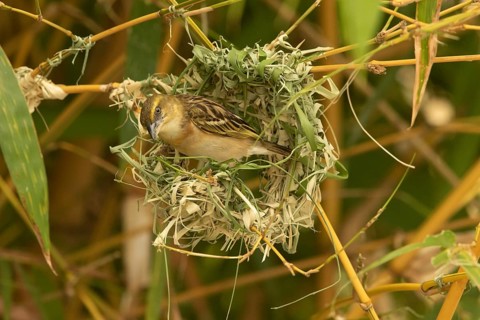 Vitelline Masked Weaver (Ploceus vitellinus) female building nest, Lake Baringo, Kenya