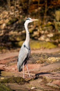 Grey heron (Ardea cinerea) standing at the shore of a lake, wildlife, Bavaria, Germany