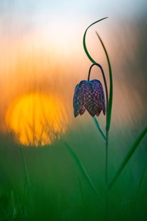 Snake's Head Fritillary (Fritillaria meleagris) at sunrise in a wet meadow in spring, Berne, Lower