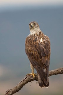 Bonelli's Eagle (Aquila fasciata), Extremadura, Spain