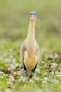 Whistling Heron (Syrigma sibilatrix) feeding in a marsh in the Pantanal of Brazil