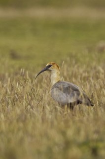 Black-faced Ibis (Theristicus melanopis), Ecuador