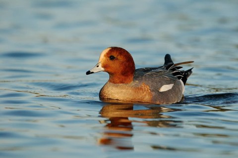 Eurasian Wigeon (Mareca penelope) male, Arizona, USA