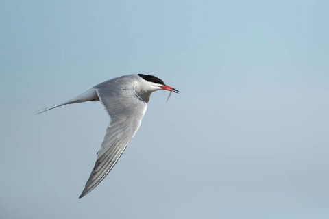 Common tern (Sterna hirundo) adult bird in flight with a fish for food in its beak in summer, RSPB