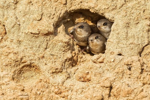 Sand Martin (Riparia riparia) in nesting wall, North Rhine-Westphalia, Germany