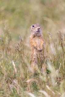 One European ground squirrel (Spermophilus citellus) or European souslik standing erected in tall
