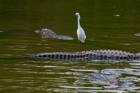 A white heron stands calmly on a crocodile in the water, several crocodiles surround him, Great