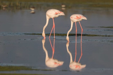 Greater Flamingo (Phoenicopterus roseus) foraging in shallow water, Greece