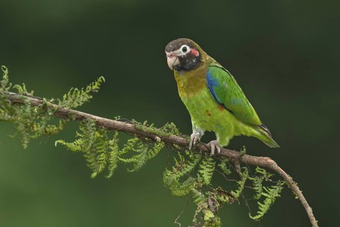 Brown-hooded Parrot (Pyrilia haematotis), Costa Rica