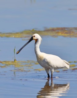 Spoonbill (Platalea leucorodia), adult bird striding through shallow water, adult bird in