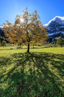 Maple tree in front of snow-covered mountains, sunbeams, backlight, autumn colours, sunny, Engalm,