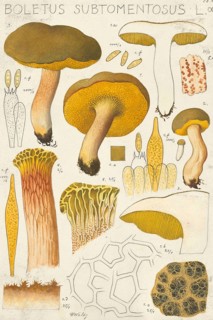 Mushroom, fungi, goat's lip or felted boletus, Xerocomus subtomentosus, syn. Boletus subtomentosus,