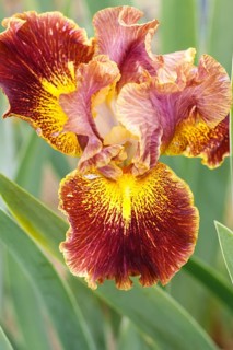 Beautiful multicolored iris flower bloom in the garden. Close up, fragility and summer concept