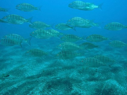 Marble bream (Lithognathus mormyrus)