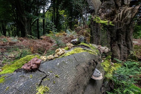 Sulphur tuft (Hypholoma fasciculare) Emsland, Lower Saxony, Germany