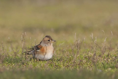 Brambling - Bergfink - Fringilla montifringilla, Germany, 1st cy female