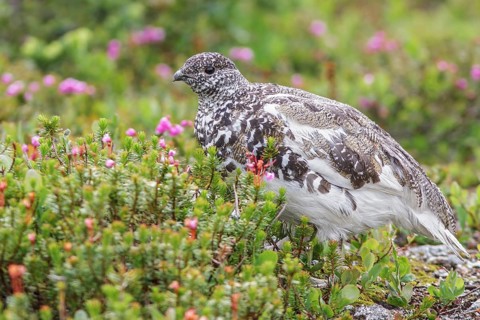 White-tailed Ptarmigan (Lagopus leucurus) in the alpine habitat of British Columbia, Canada