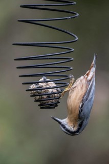 Nuthatch (Sitta europaea) at tit dumpling, Emsland, Lower Saxony, Germany