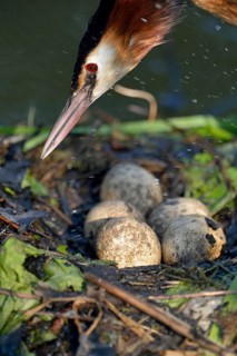 Great Crested Grebe (Podiceps cristatus) on nest with eggs, North Rhine-Westphalia, Germany