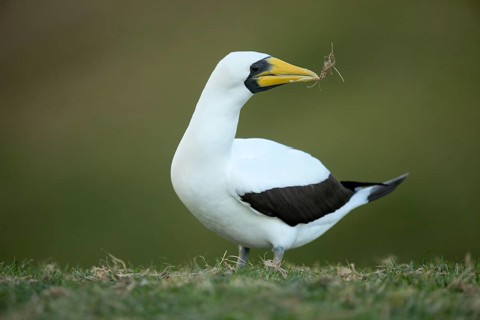Masked Booby (Sula dactylatra tasmani) perched on the ground, Norfolk Island