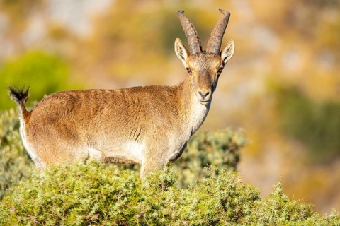 A majestic Iberian ibex stands gracefully on a rocky slope, surrounded by lush greenery. Its