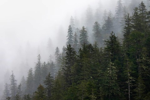 Dense forest on mountain slopes, mystical fog sweeping through the forest, Kenai Fjords National