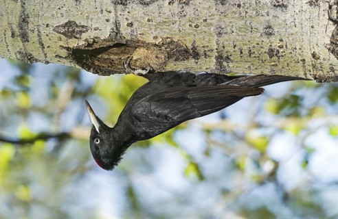 Black Woodpecker (Dryocopus martius) female at nest cavity in tree, Aosta Valley, Italy