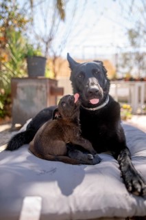 A heartwarming scene of a puppy licking an adult black dog on a sunny day. They lie on a cushion,