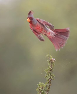 Pyrrhuloxia (Cardinalis sinuatus) male flying, Texas, USA