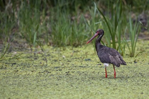 Black Stork (Ciconia nigra) foraging, Saxony-Anhalt, Germany