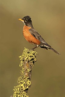 American Robin (Turdus migratorius), Oregon, USA