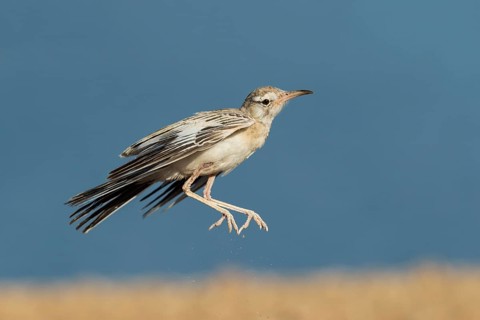 Greater Hoopoe-Lark (Alaemon alaudipes) juvenile flying, Eilat, Israel