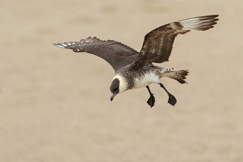 Pomarine Jaeger (Stercorarius pomarinus) flying near Nome, Alaska