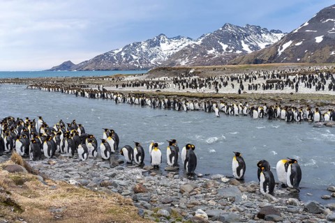 King penguins (Aptenodytes patagonicus), large colony on the banks of a glacial river with