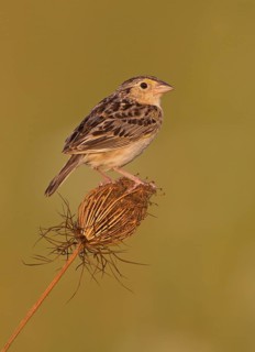 Grasshopper Sparrow (Ammodramus savannarum), Ohio, USA