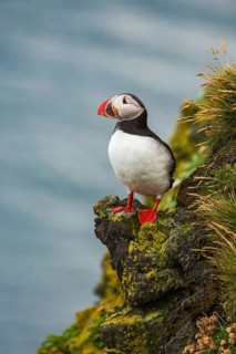 Atlantic Puffin (Fratercula arctica) on cliff, Iceland