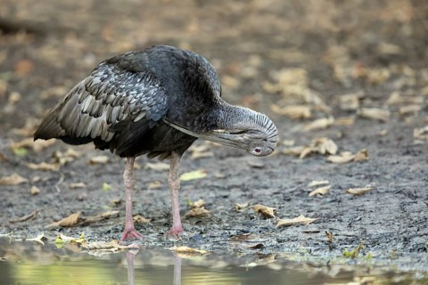Giant Ibis (Pseudibis gigantea), Preah Vihear, Cambodia