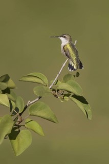 Ruby-throated Hummingbird (Archilochus colubris), Ohio, USA