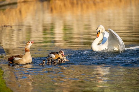 Egyptian goose (Alopochen aegyptiaca) pair with chicks and a Mute swan (Cygnus olor) swimming on a