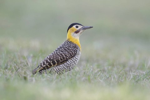 Campo Flicker (Colaptes campestris) male, Corrientes, Argentina