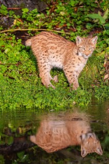 A young lynx (Lynx lynx) stands by a pond in which it is reflected