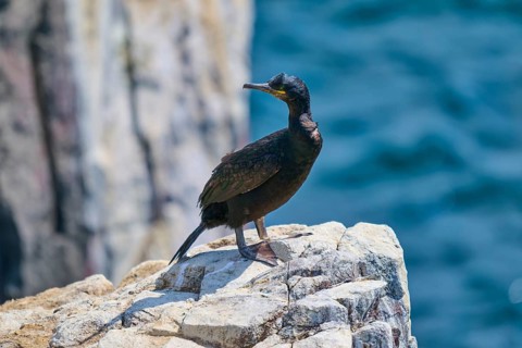 A bird presents itself majestically on a rock in front of the coastal landscape and the calm sea,