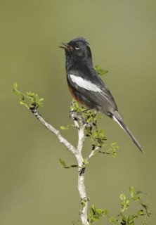 Painted Whitestart (Myioborus pictus) singing, Arizona, USA