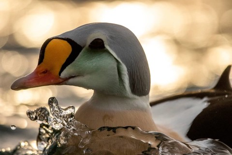 King Eider (Somateria spectabilis) male, Norway