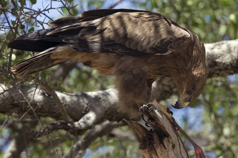 Tawny Eagle (Aquila rapax) juvenile, Masai Mara, Kenya