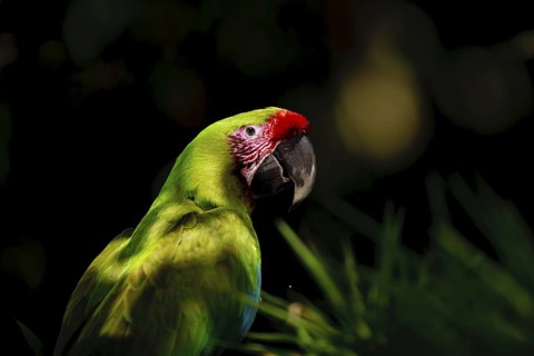 Great green macaw