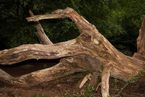 Old rotten oak tree, looks like an octopus, Primeval forest Urwald Sababurg, Hofgeismar, Weser
