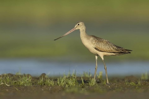 Marbled Godwit (Limosa fedoa), Ohio, USA
