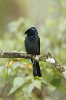 Bronzed Drongo (Dicrurus aeneus), Fraser's Hill, Malaysia