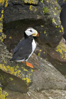 Horned Puffin (Fratercula corniculata), Alaska, USA